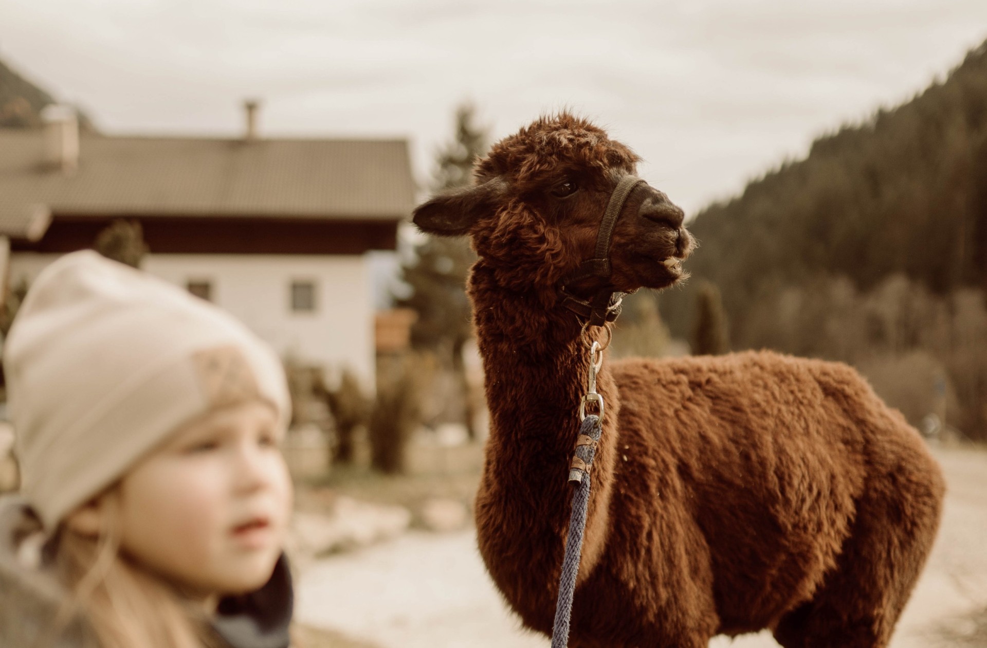 Una bambina davanti a un alpaca in un prato