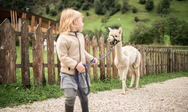 Kind geht mit Alpaka spazieren