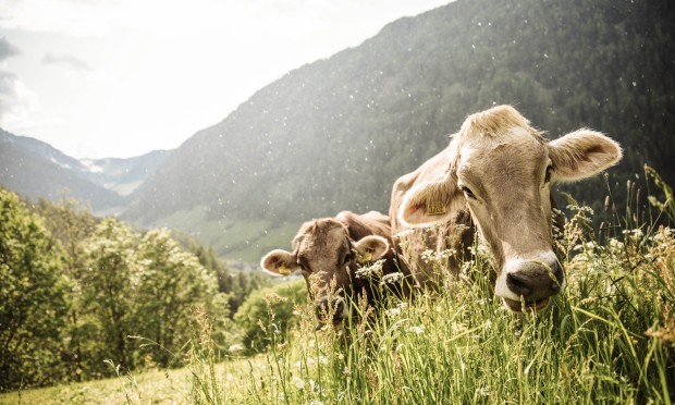 Eine Nahaufnahme von zwei neugierigen Kühen auf einer grünen Alm mit Bergblick.