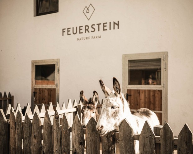 2 Esel im Freibereich der Farm