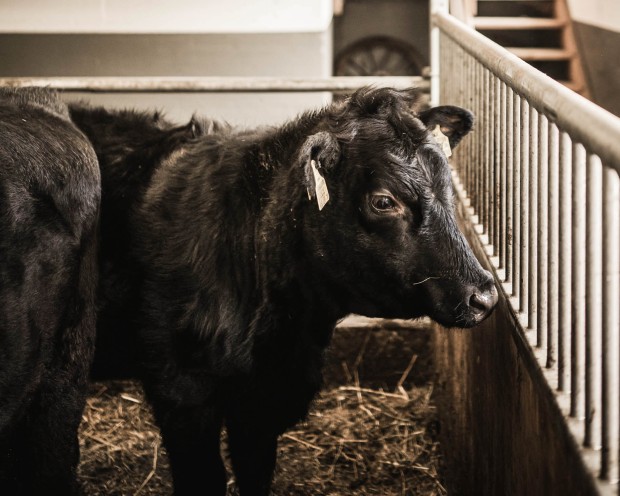 Kleines Kalb steht im Stall der Feuerstein Farm