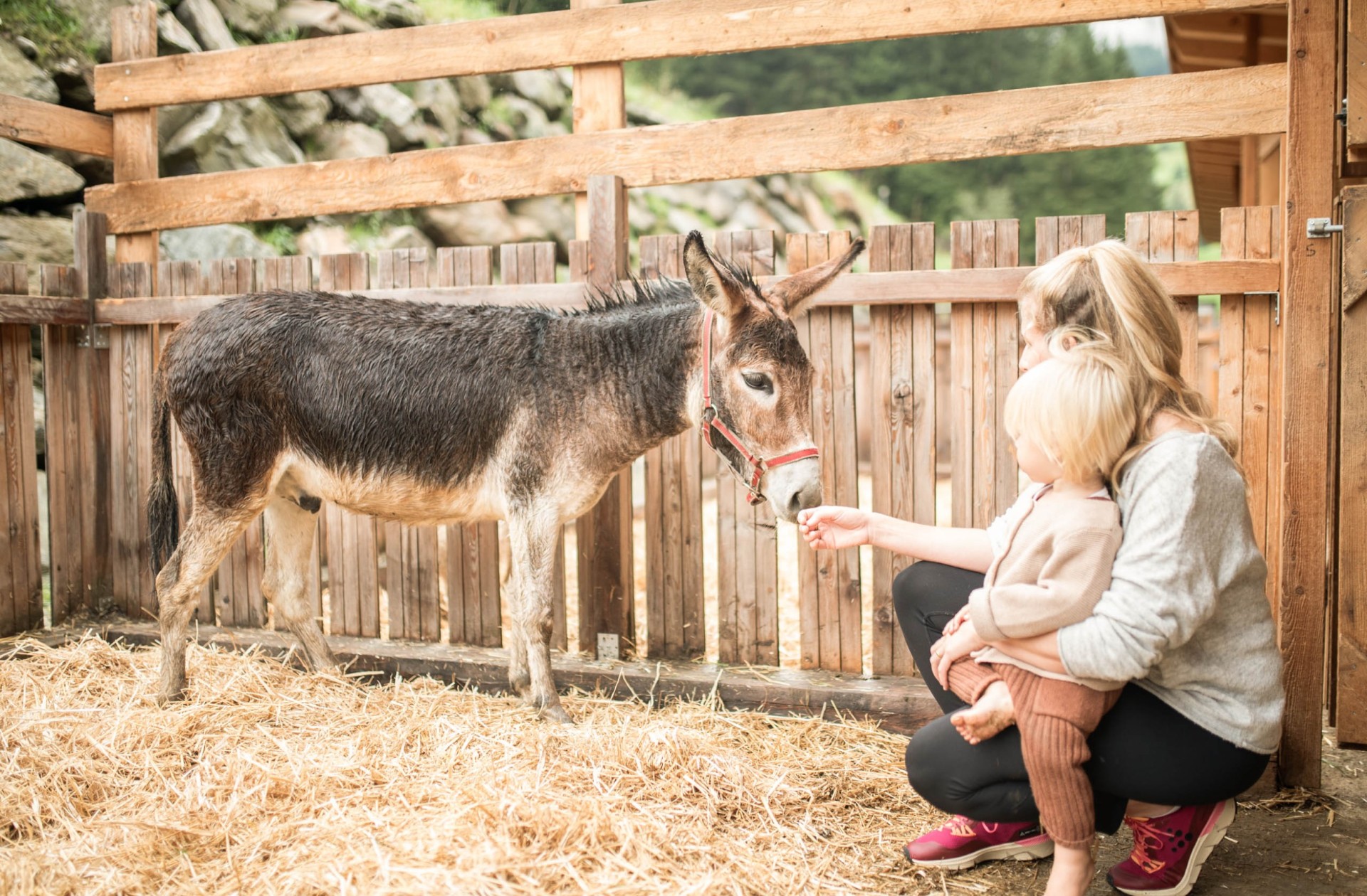 Familie mit Esel auf der Feuerstein Farm im Familienhotel in Südtirol