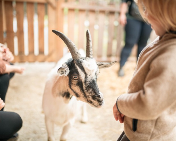 Ziege auf der Feuerstein Farm im Familienhotel Feuerstein in Südtirol