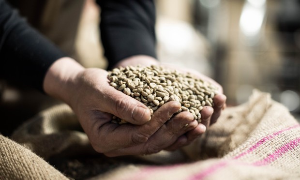 Hände halten frisch geröstete Kaffeebohnen in einem Jutesack.
