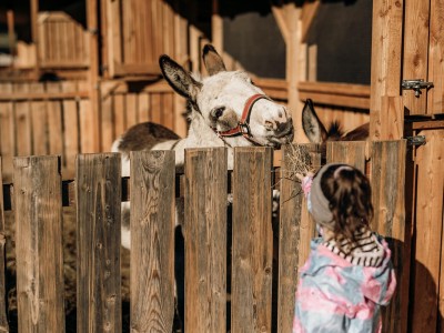 Kleines Mädchen gibt einen Esel etwas Heu