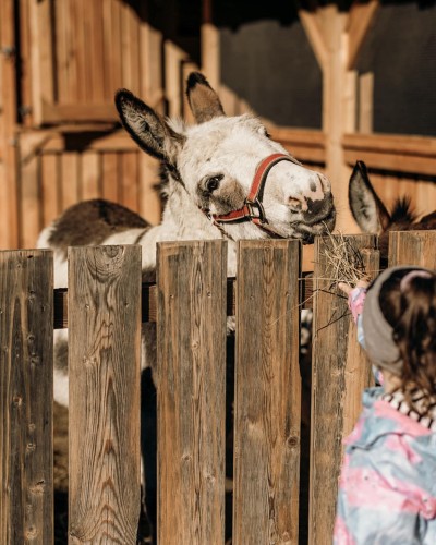 Kleines Mädchen gibt einen Esel etwas Heu