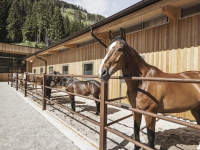 Pferde stehen eingezäunt im Außenbereich des Stalls