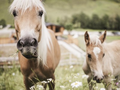 Zwei Pferde fressen gemütlich Gras