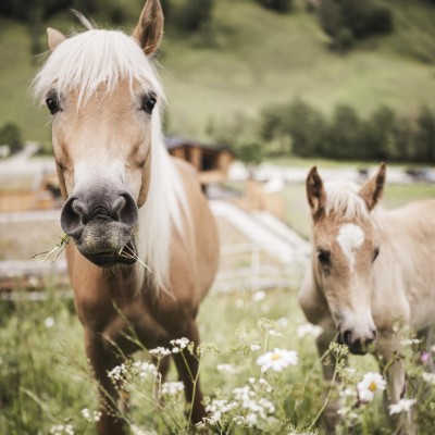 Zwei Pferde fressen gemütlich Gras