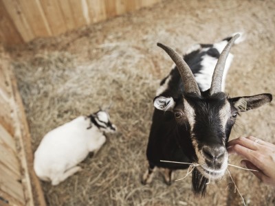 Tiege im Stall wird von einer Person gefüttert