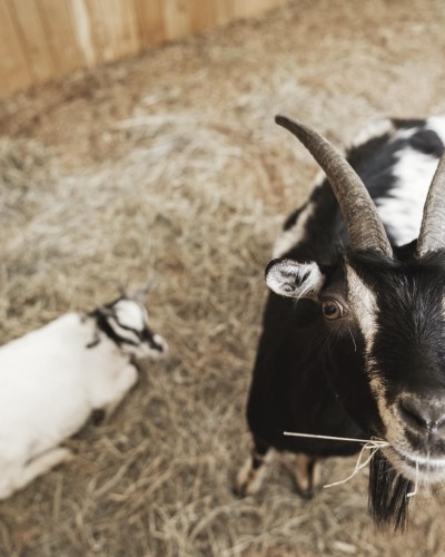 Tiege im Stall wird von einer Person gefüttert