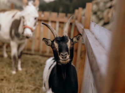 Ziege und Esel im Stall