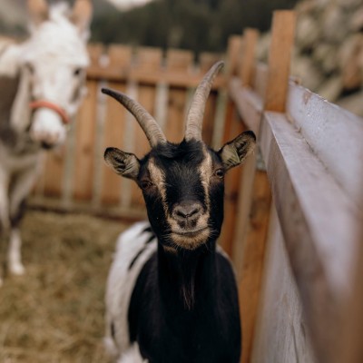 Ziege und Esel im Stall