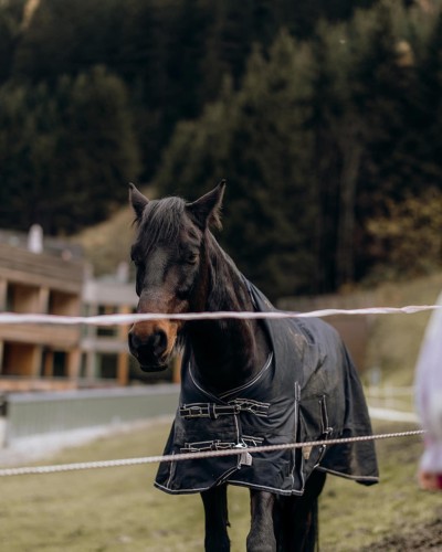 Perd eingezäunt auf einer Wiese hinter dem Hotel und kleinem Kind vor dem Zaun