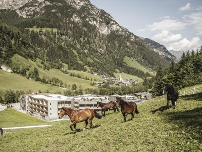 Pferde befinden sich in einer Wiese hinter dem Hotel