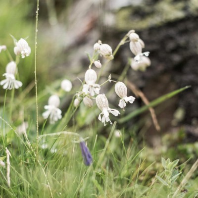 Blumen in einer Wiese