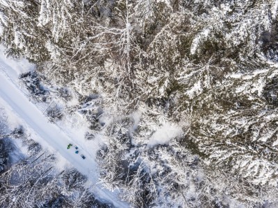 Schneebedeckter Wald
