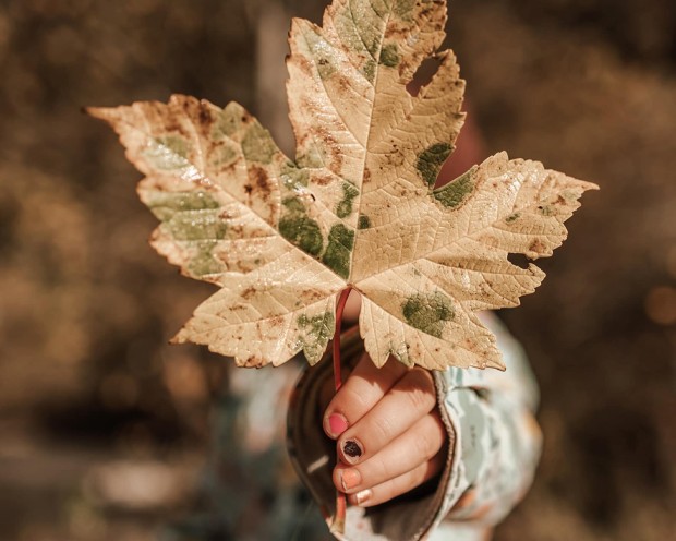 Kind hält Ahornblatt