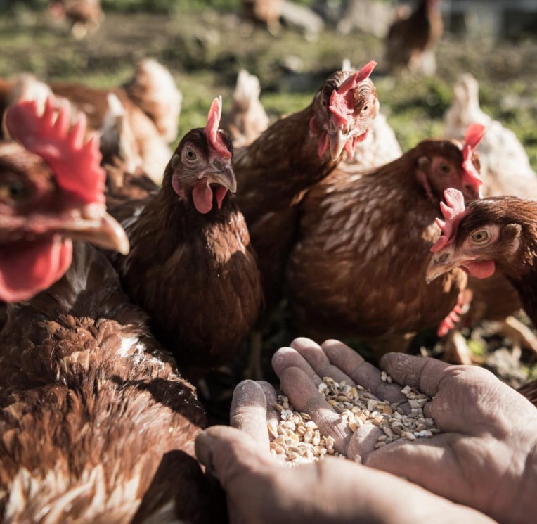 Im Familienhotel Feuerstein arbeiten wir mit regionalen Partnern zusammen: Eier vom Marginterhof