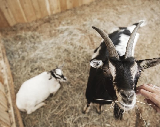 Der Streichelzoo auf dem Reiterhof des Familienhotel Feuerstein in Südtirol