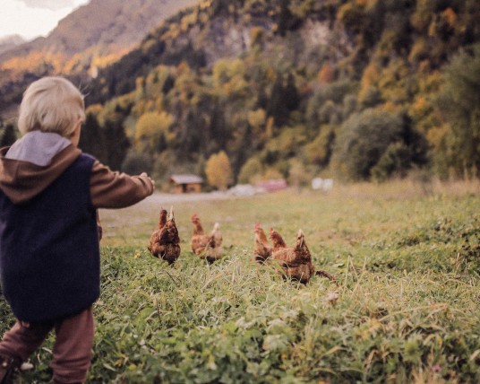 Kleiner Junge läuft Hühnern auf der Wiese hinterher