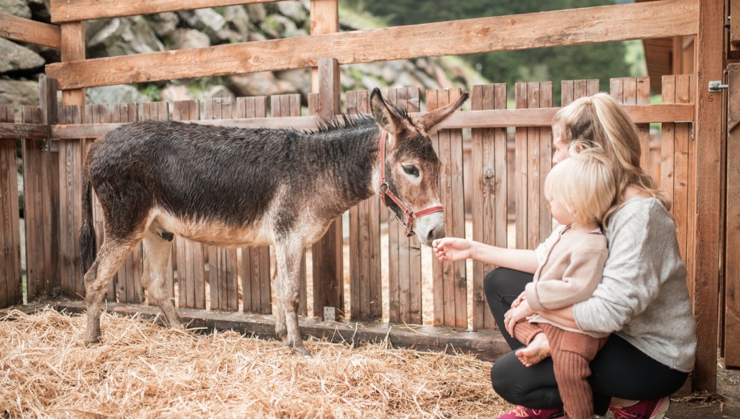 Kind und Mutter nähern sich einem Esel im Gehege